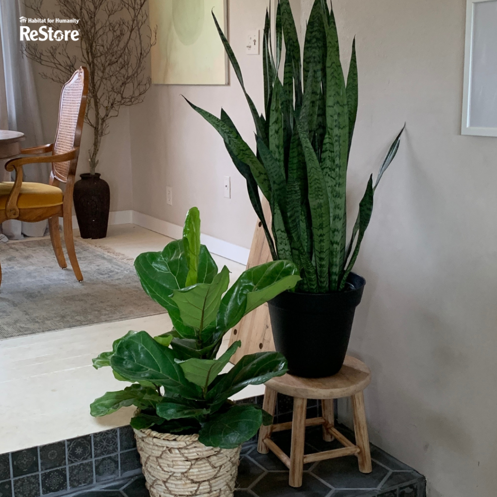 a plant with a black pot is sitting on a pine plant stool. Another plant sits on the step next to the black pot in another plant container. 